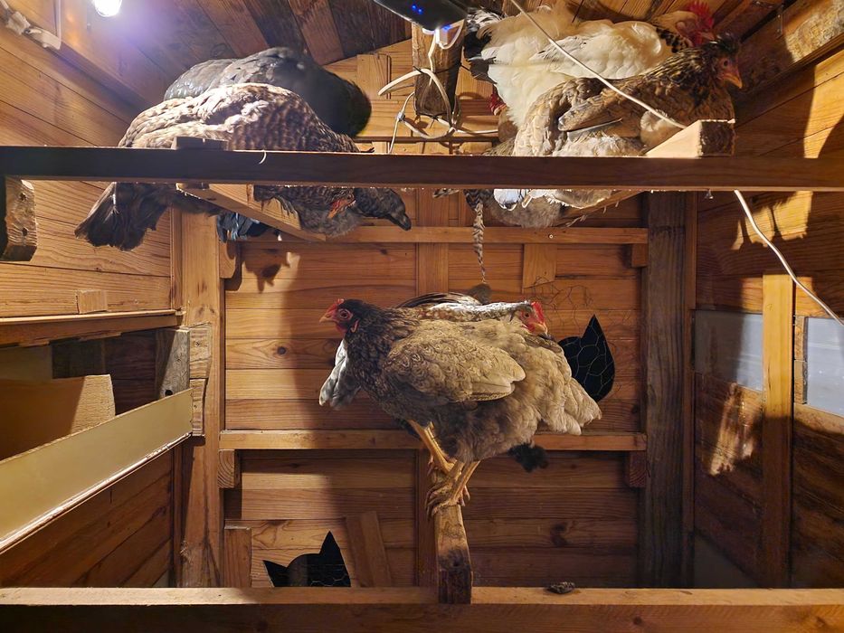 Ovos Galados - Azuis - Verdes - Cream Legbar-Barnevelder - Ayam Acemi