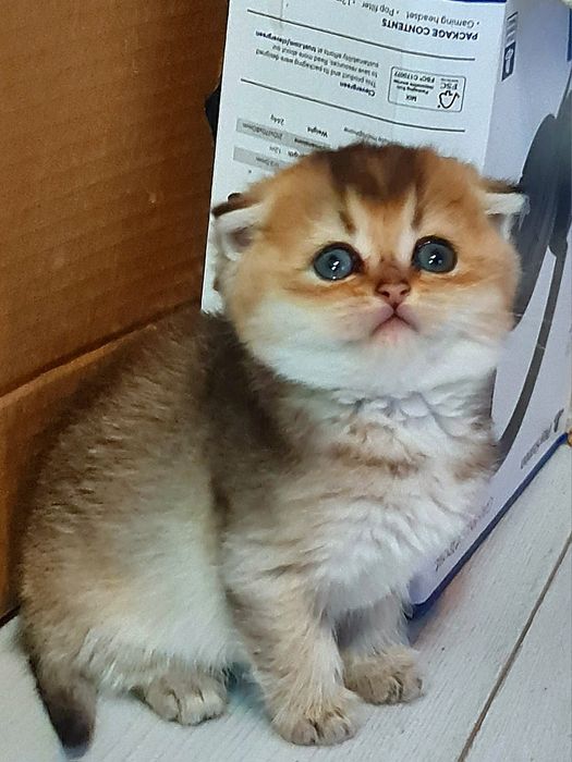 Красуня шотландочка золотої шиншили