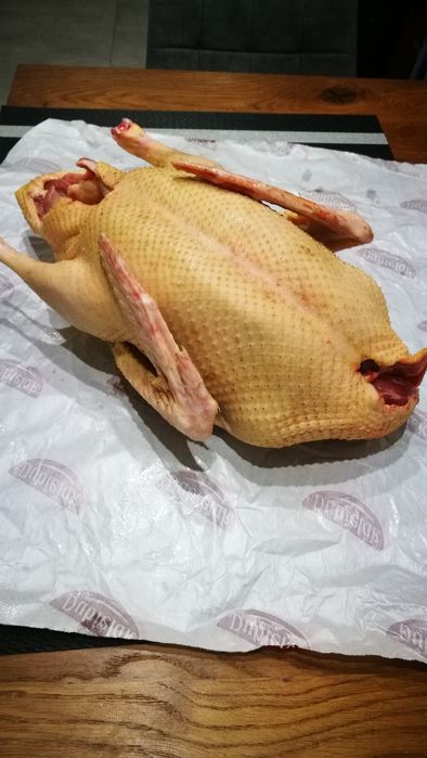 Tuszka kaczora francuskiego,krew
