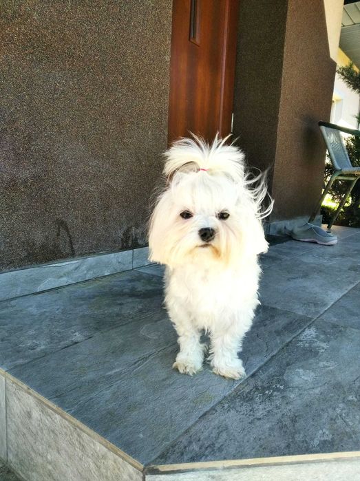 Maltańczyk piesek samiec malutki z Rodowodem Częstochowa