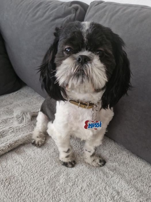 Shih tzu śliczny piesek