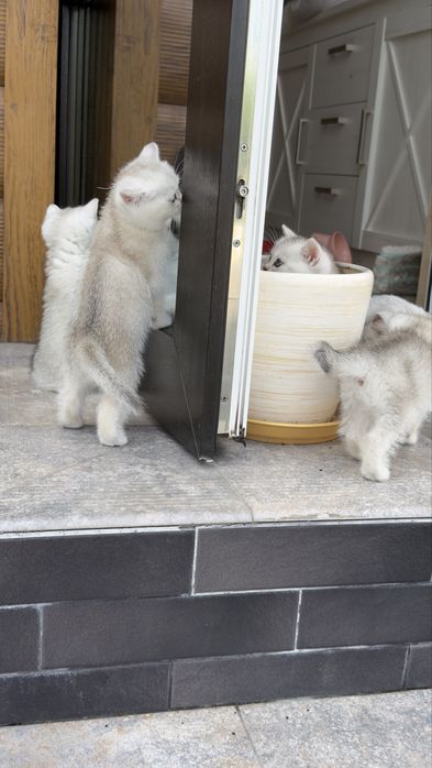Котенята срібна шиншила/ британське кошиня / коти