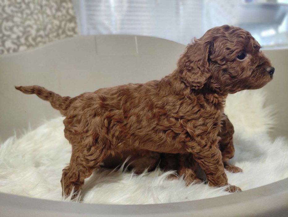 КСУ FCI пудель куражний хлопчик міні