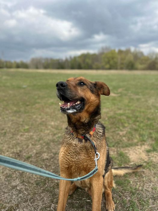 pies do adopcji za darmo