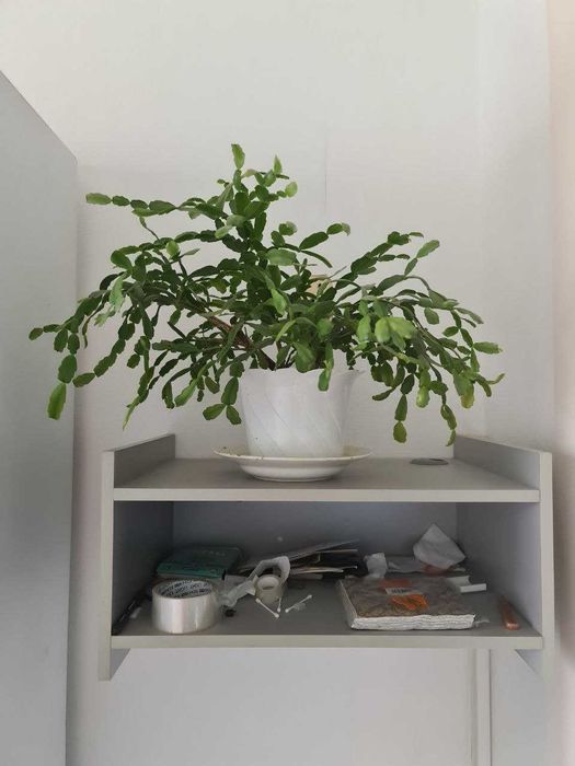 Комнатные растения меняю на еду или продам