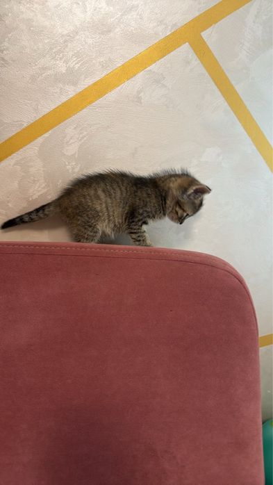 Кошенята котики котята