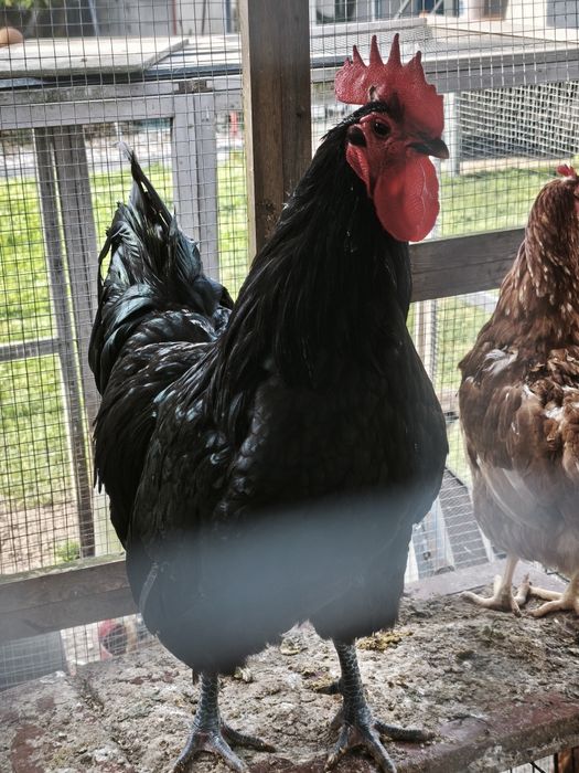 Galo australop 2 anos