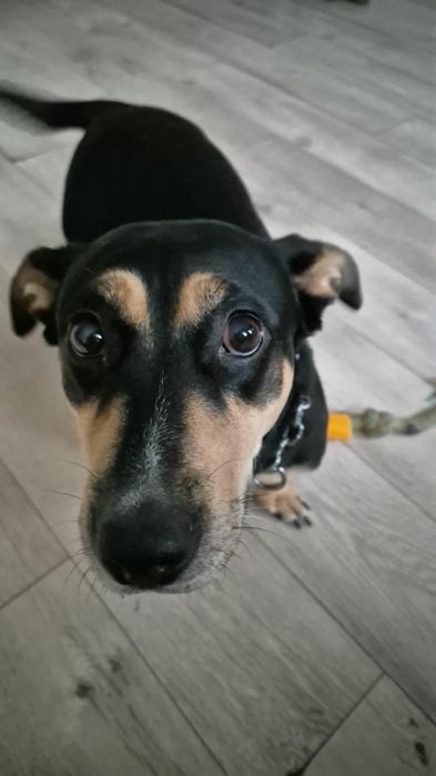 Oddam bardzo  Pilnie !! Psa suczke w dobre rece