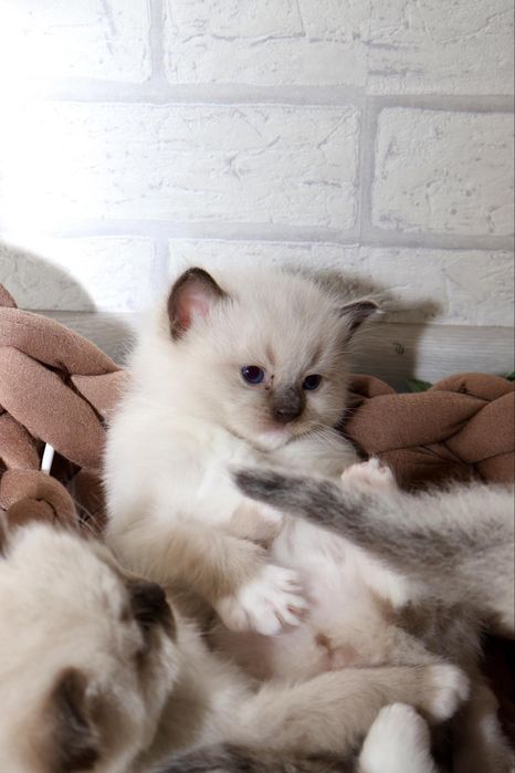 Ragdoll kocurek seal mitted