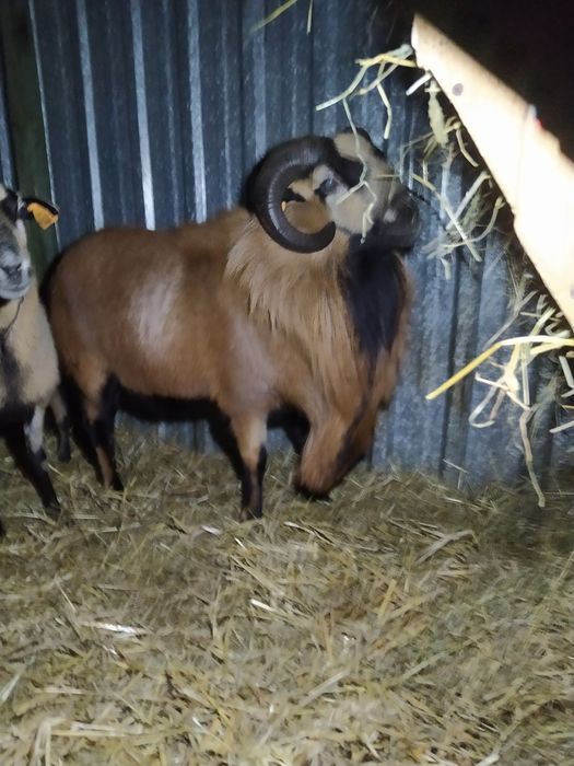 Baran kameruński, tryk do dalszej hodowli