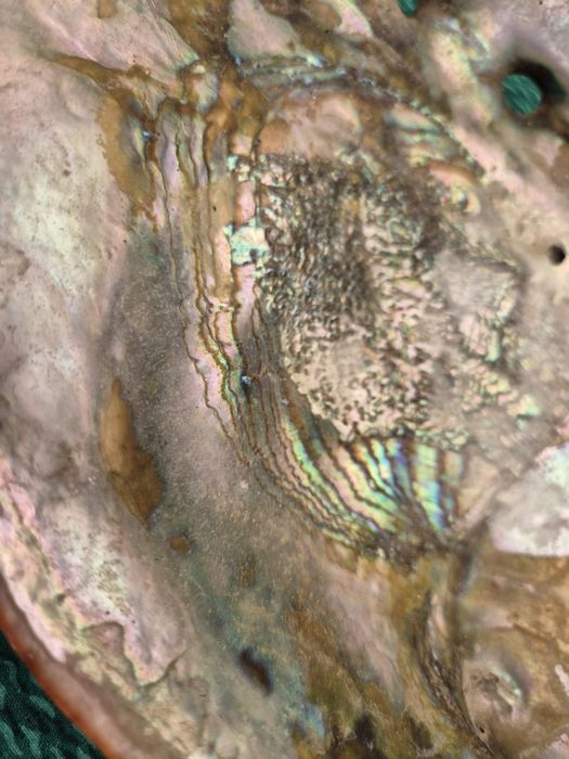 Duża muszla abalone