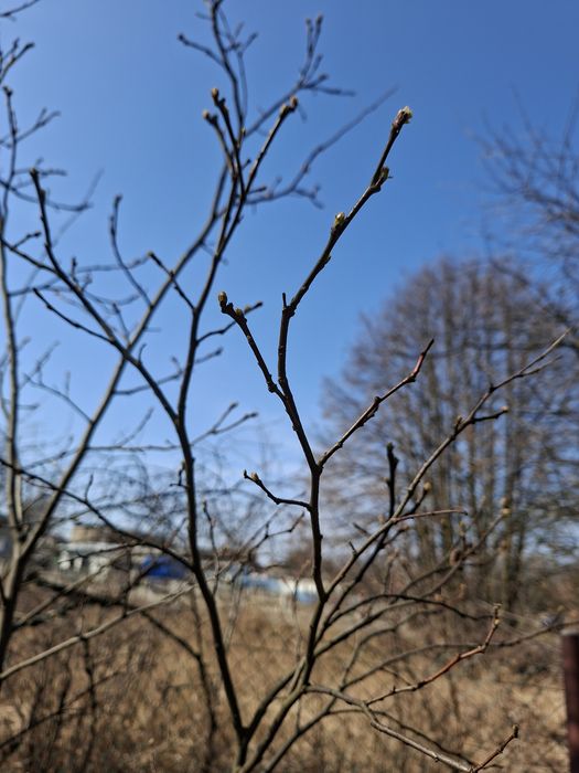 Pigwa sadzonka drzewko owocujące 2m