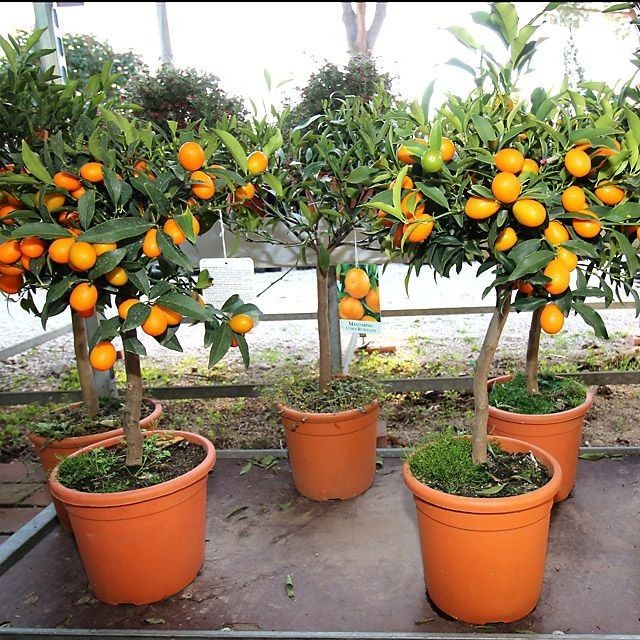 Кумкват / цитрус  / золотий апельсин h 75 cm