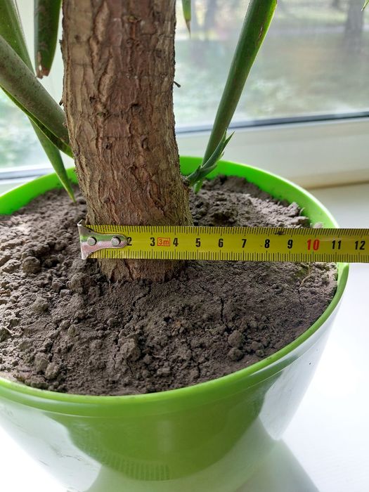 Юка кімнатна велика