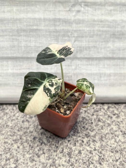 Roślina kolekcjonerska Alocasia Black Velvet Pink Variegata Roślina doniczkowa