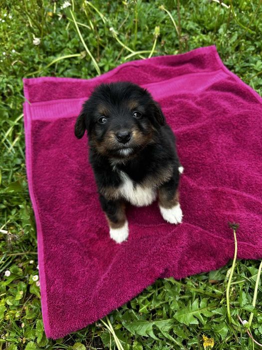 Хлопчики горобчики