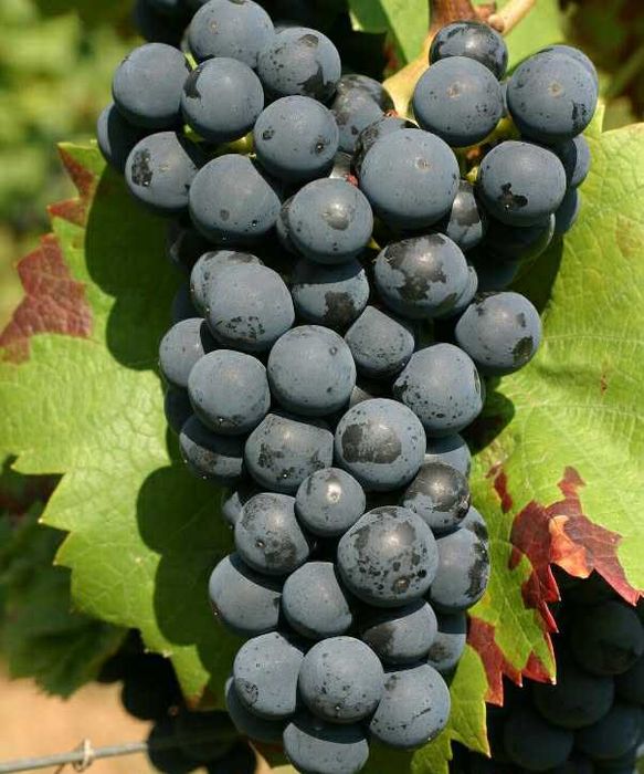 winogrono  granatowe