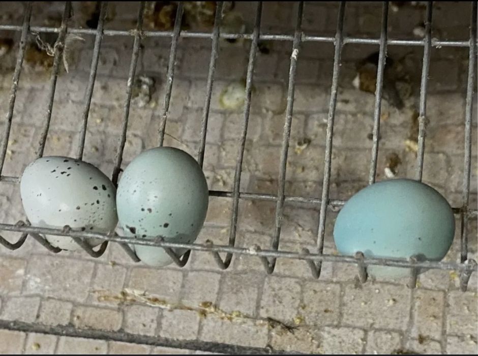 Ovos codorniz Celadon