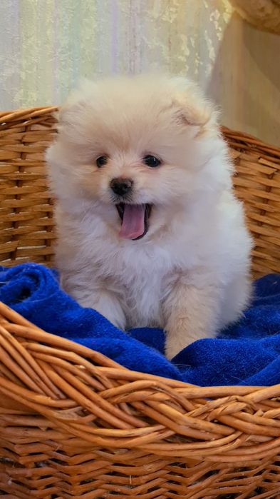 Малыши Шпицы Померанские