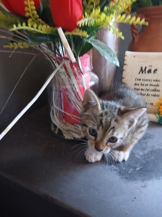 3 gatos machos para adoção