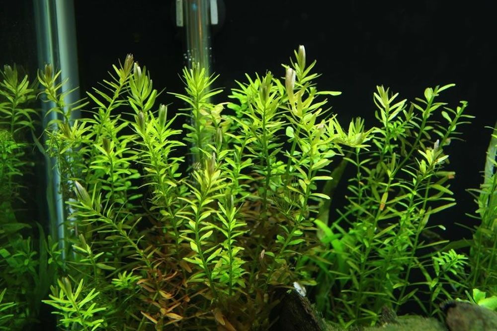 GB Rośliny rotala rotundifolia red/green wiązka lub doniczka kilka sztuk