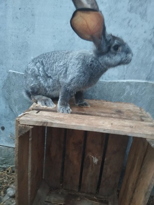 Європейська шиншила