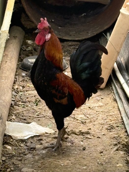 Tenho um Galo para doar nos machados
