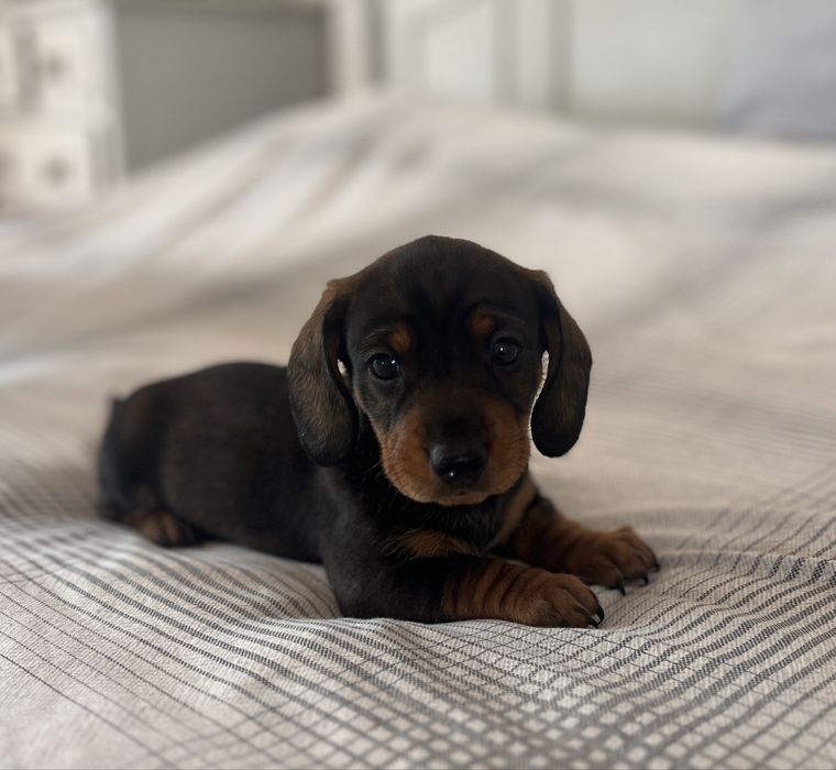 Teckel femea muito linda