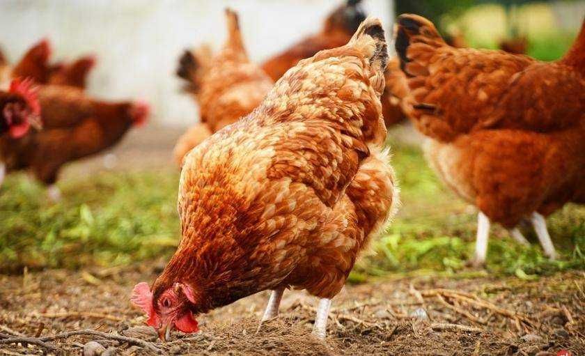 kokoszki, brojlery, kaczki - Ferma Drobiu ŚWIEBODZIN