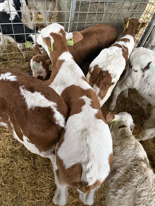 Byczki HF,Krzyzowki, miesne