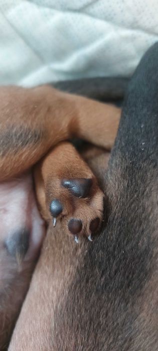 Продаю цуценят Такси рудого кольору стандарт.Щенки таксы стандарт