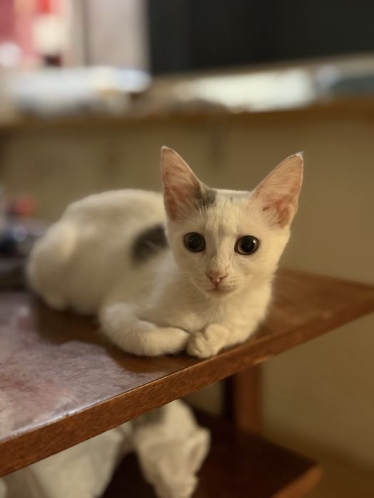 Котята в добрые руки !