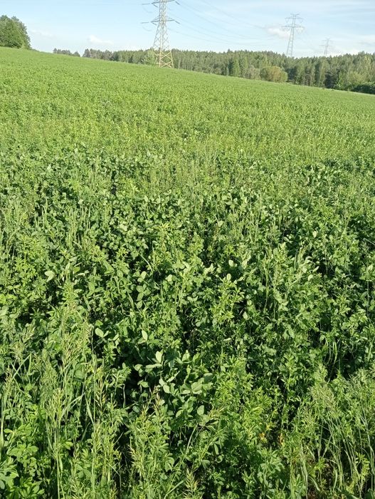Sianokiszonka z lucerny