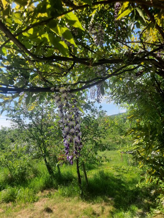 Продам Гліцинію світло фіолетову