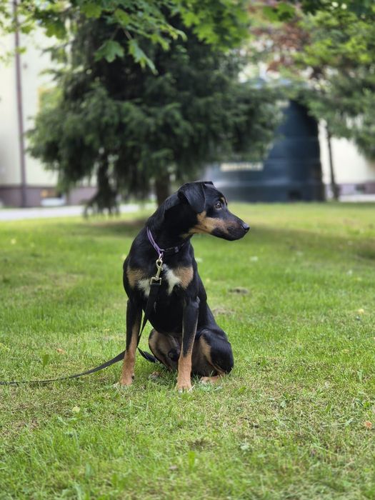 Piesek (Draco) szuka domu