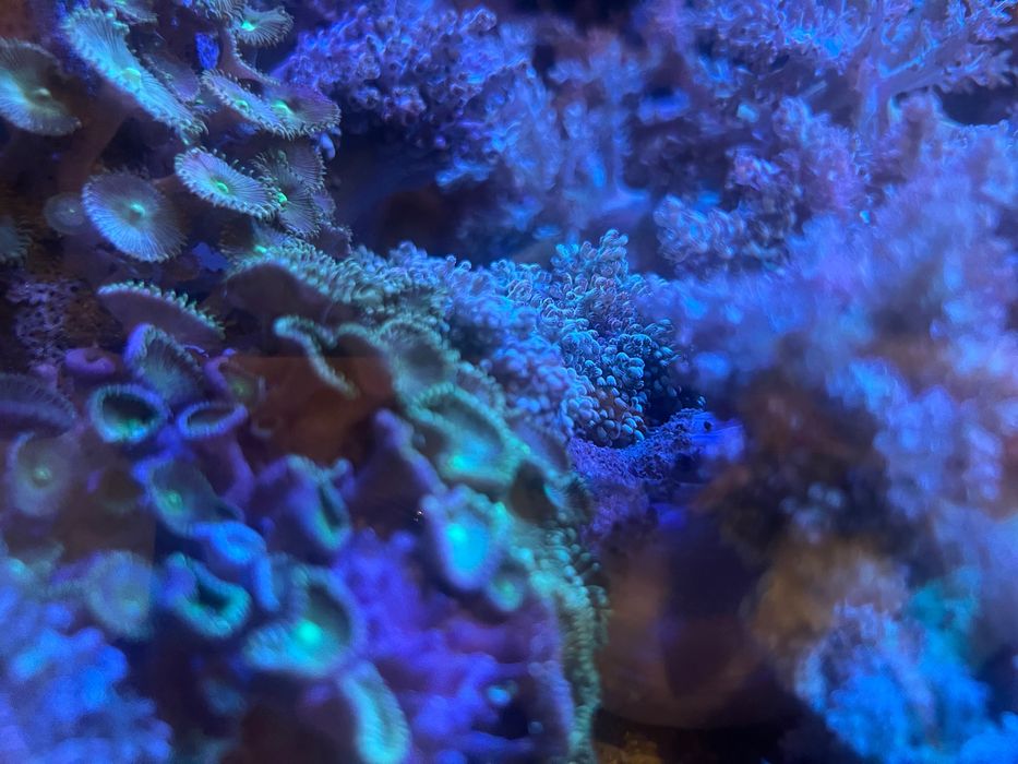 Zoanthus zielony