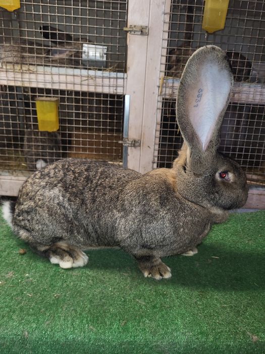 Olbrzym belgijski szary