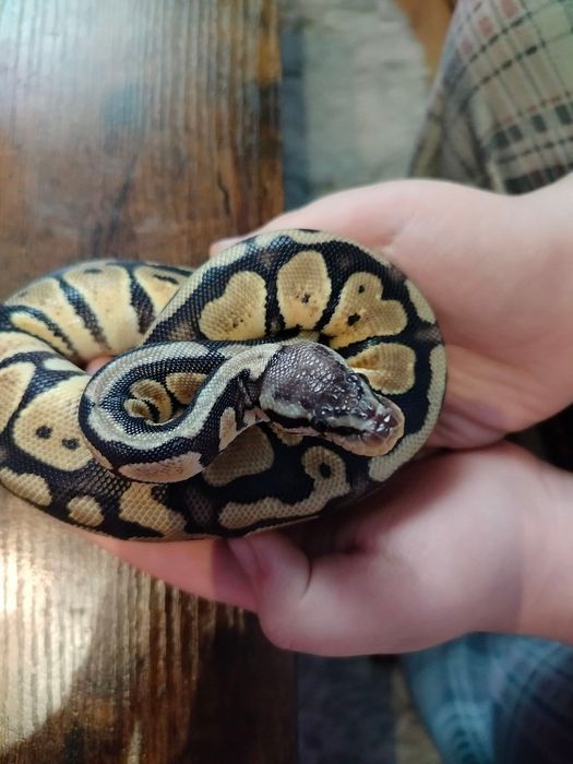 wąż  możliwa zamiana