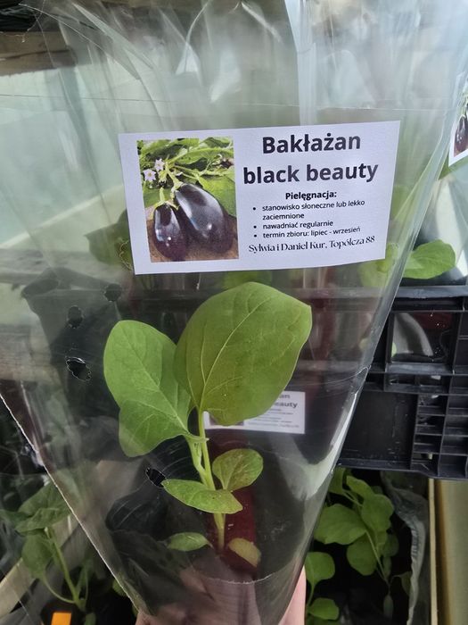 Sadzonki naturalna produkcja z nasion  i sprzedaż