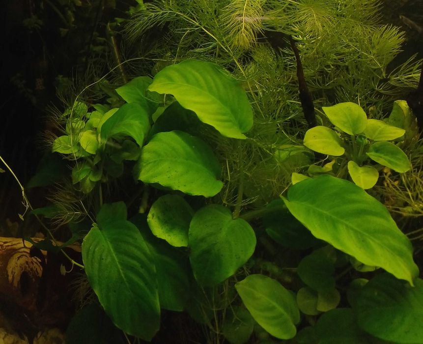 Rośliny akwariowe - Anubias barteri XL (duża)