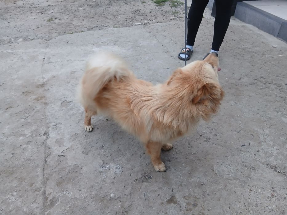 Pies, kundelek za darmo