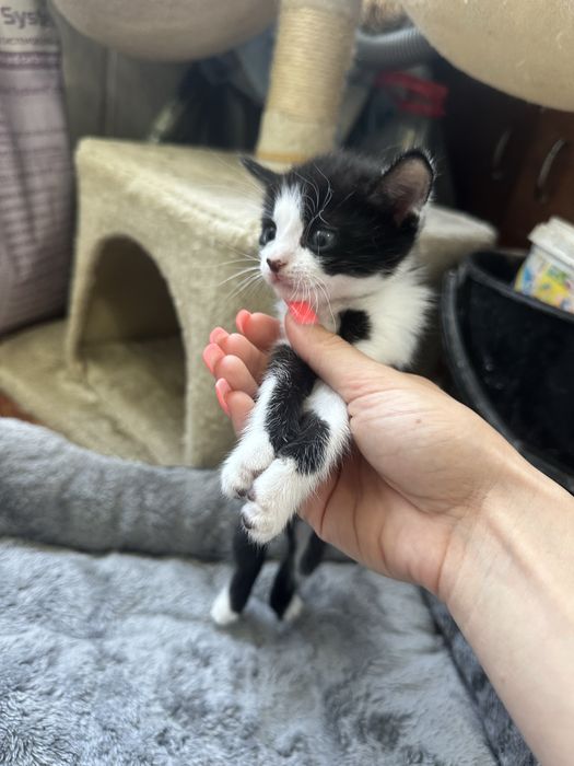 Отдам БЕСПЛАТНО КОТЯТ , 4 мальчика 1 девочка , ласковые