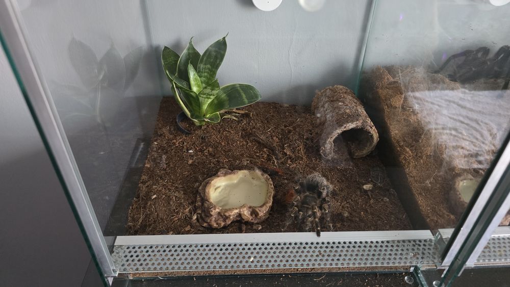 Sprzedam razem z terarium