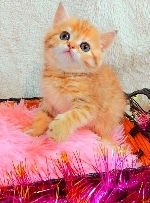 Ооочень ласковая малышка Золотая красотка шиншилла