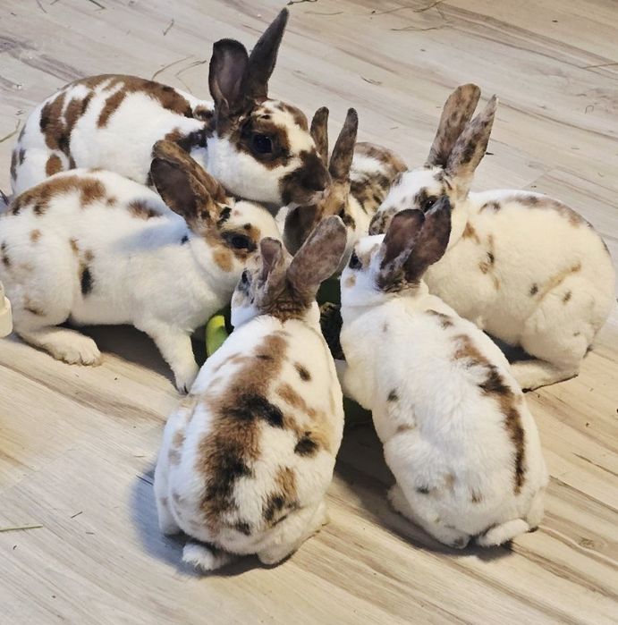 Królik karzelak mini rex trójbarwny