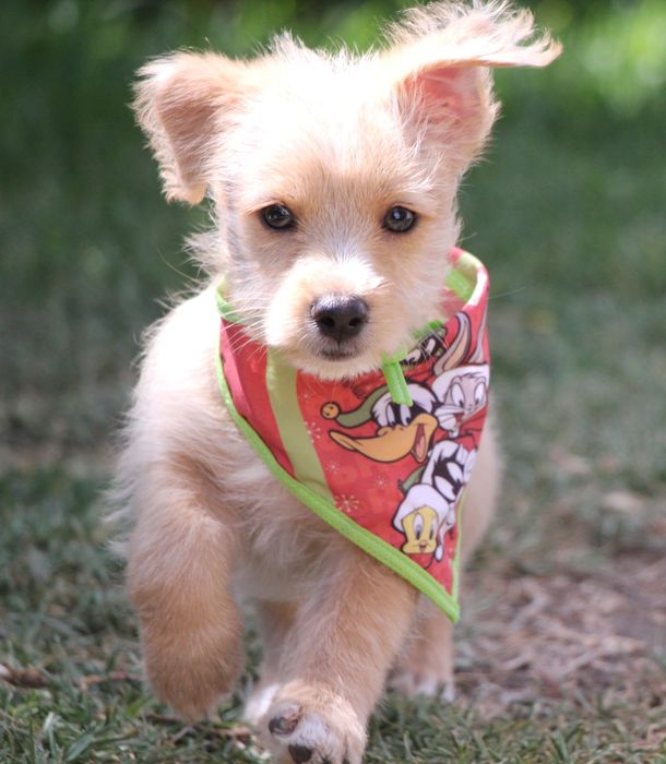 Cachorro 3,5 meses - Braga