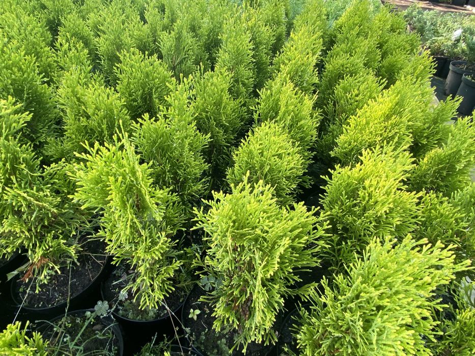 Туя смарагд колумна даника Харьков Солоницевка