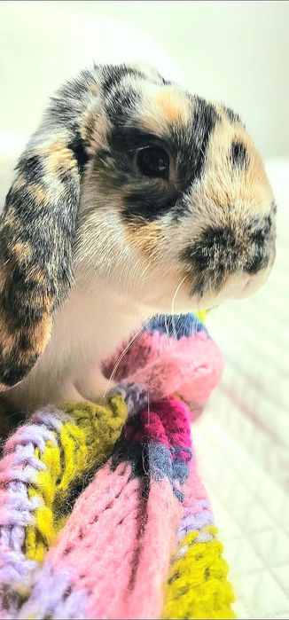 Królik Baranek Bernard