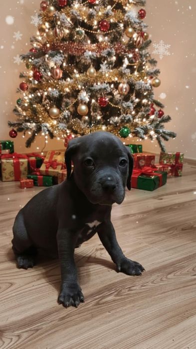 Suczka Amstaff Blue Błękitna Gotowa do Odbioru ‼️