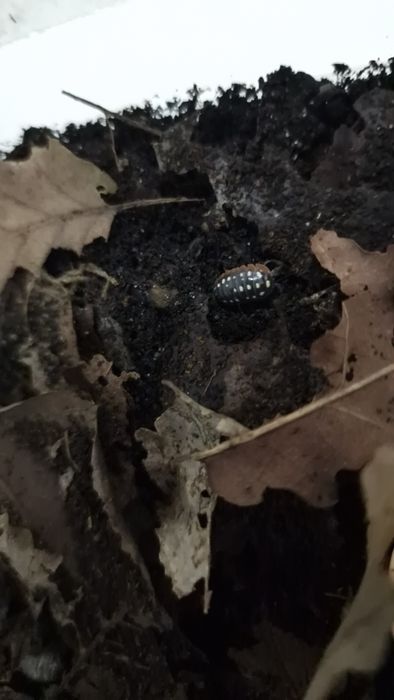 Isopods para terrario
